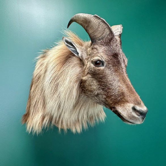 Tahr 2